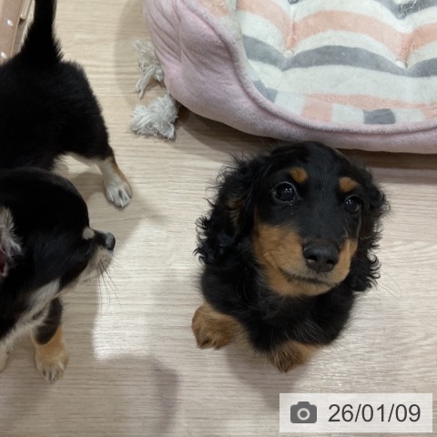 大阪府のミニチュアダックスフンド(ロング) (ペットプラス 堺鉄砲町店/2025年10月26日生まれ/男の子/ブラックタン)の子犬の3枚目の画像