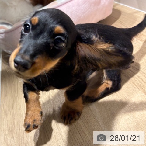 兵庫県のミニチュアダックスフンド(ロング) (ペットプラス 神戸三宮店/2025年10月26日生まれ/男の子/ブラックタン)の子犬の3枚目の画像