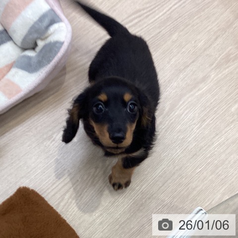 大阪府のミニチュアダックスフンド(ロング) (ペットプラス ららぽーと和泉店/2025年10月26日生まれ/女の子/ブラックタン)の子犬の3枚目の画像