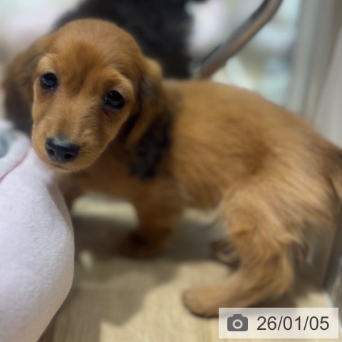 大阪府のミニチュアダックスフンド(ロング) (ペットプラス 四條畷店/2025年10月26日生まれ/男の子/レッド)の子犬の4枚目の画像