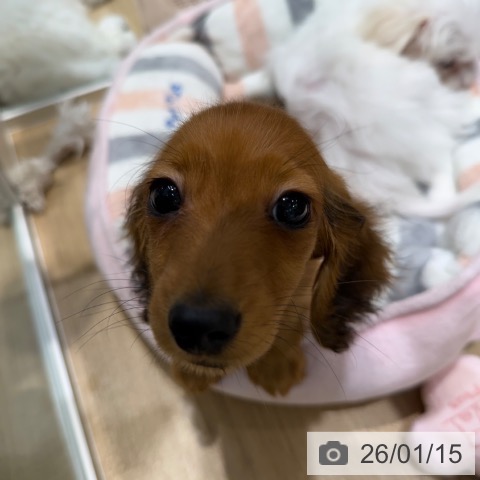 大阪府のミニチュアダックスフンド(ロング) (ペットプラス 四條畷店/2025年10月26日生まれ/男の子/レッド)の子犬の4枚目の画像