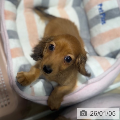 大阪府のミニチュアダックスフンド(ロング) (ペットプラス 四條畷店/2025年10月26日生まれ/男の子/レッド)の子犬の3枚目の画像