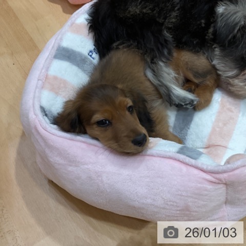 奈良県のミニチュアダックスフンド(ロング) (ペットプラス 大和郡山店/2025年10月26日生まれ/男の子/シェーデットレッド)の子犬の4枚目の画像