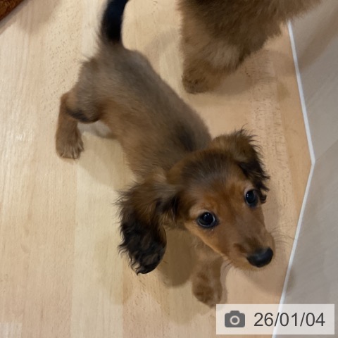 奈良県のミニチュアダックスフンド(ロング) (ペットプラス 大和郡山店/2025年10月26日生まれ/男の子/シェーデットレッド)の子犬の3枚目の画像