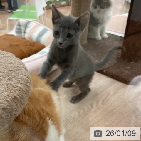 大阪府のロシアンブルー (ペットプラス 大阪ドームシティ店/2025年10月22日生まれ/女の子/ブルー)の子猫の4枚目の画像