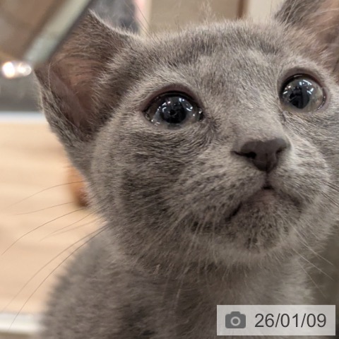 大阪府のロシアンブルー (ペットプラス 大阪ドームシティ店/2025年10月22日生まれ/女の子/ブルー)の子猫の3枚目の画像