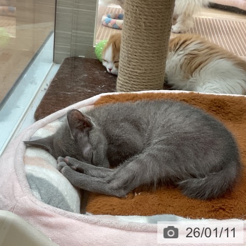 大阪府のロシアンブルー (ペットプラス 大阪ドームシティ店/2025年10月22日生まれ/女の子/ブルー)の子猫の3枚目の画像