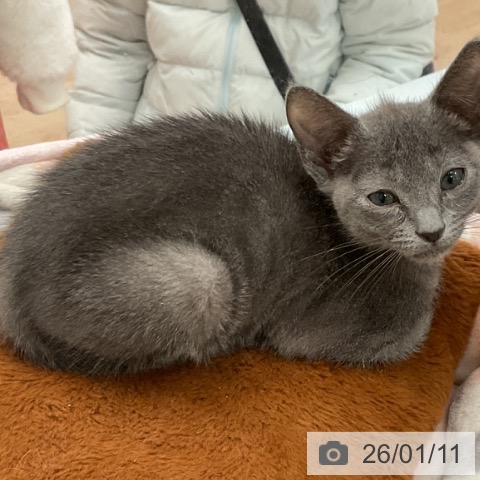 大阪府のロシアンブルー (ペットプラス 大阪ドームシティ店/2025年10月22日生まれ/女の子/ブルー)の子猫の4枚目の画像