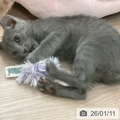 大阪府のロシアンブルー (ペットプラス 大阪ドームシティ店/2025年10月22日生まれ/女の子/ブルー)の子猫の3枚目の画像