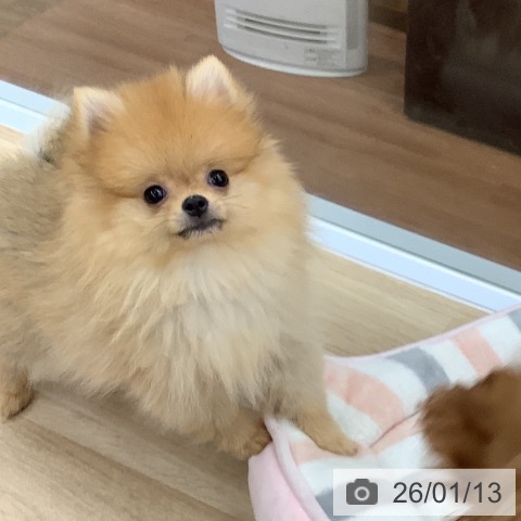 大阪府のポメラニアン (ペットプラス りんくう泉南店/2025年10月23日生まれ/男の子/オレンジ)の子犬の4枚目の画像