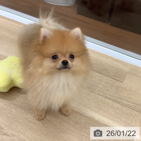 大阪府のポメラニアン (ペットプラス りんくう泉南店/2025年10月23日生まれ/男の子/オレンジ)の子犬の4枚目の画像