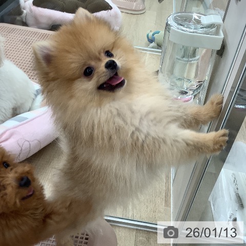 大阪府のポメラニアン (ペットプラス りんくう泉南店/2025年10月23日生まれ/男の子/オレンジ)の子犬の3枚目の画像