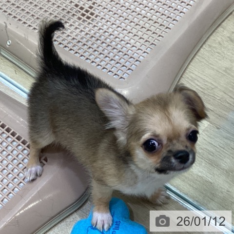 大阪府のチワワ(ロング) (ペットプラス 堺北花田店/2025年10月26日生まれ/男の子/フォーンホワイト)の子犬の4枚目の画像