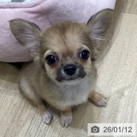 大阪府のチワワ(ロング) (ペットプラス 堺北花田店/2025年10月26日生まれ/男の子/フォーンホワイト)の子犬の3枚目の画像