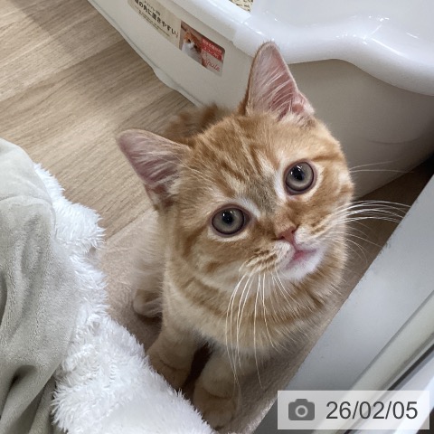 兵庫県のスコティッシュフォールド (ペットプラス 明石店/2025年10月16日生まれ/男の子/レッドタビー)の子猫の4枚目の画像