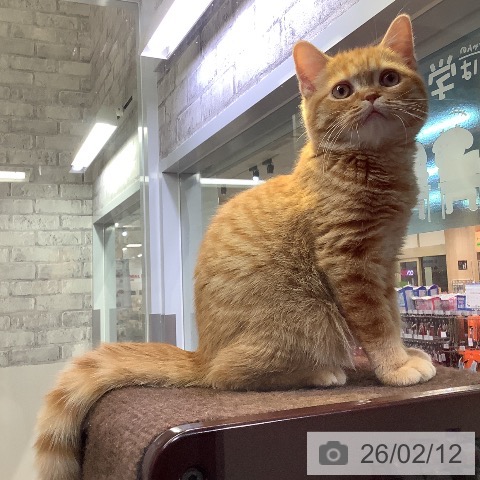 兵庫県のスコティッシュフォールド (ペットプラス 明石店/2025年10月16日生まれ/男の子/レッドタビー)の子猫の4枚目の画像