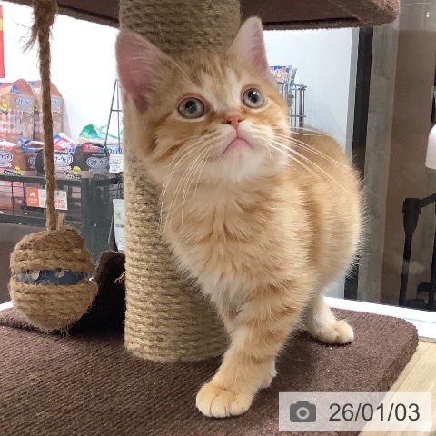 兵庫県のスコティッシュフォールド (ペットプラス 明石店/2025年10月16日生まれ/男の子/レッドタビー)の子猫の3枚目の画像