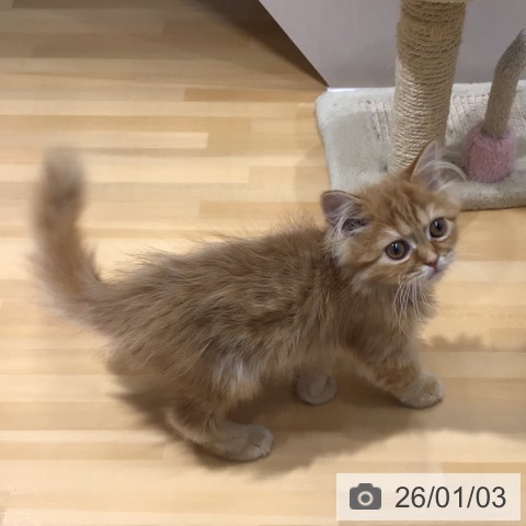 奈良県のスコティッシュフォールド (ペットプラス 大和郡山店/2025年10月16日生まれ/男の子/レッドタビー)の子猫の3枚目の画像