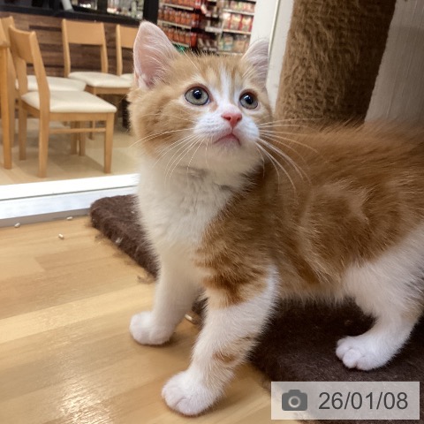 徳島県のスコティッシュフォールド (ペットプラス 徳島店/2025年10月26日生まれ/男の子/レッドタビーホワイト)の子猫の3枚目の画像