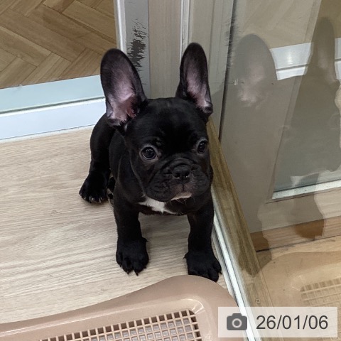 大阪府のフレンチブルドッグ (ペットプラス ららぽーと和泉店/2025年10月24日生まれ/男の子/ブリンドルホワイト)の子犬の4枚目の画像