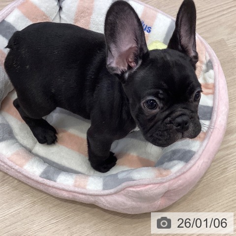 大阪府のフレンチブルドッグ (ペットプラス ららぽーと和泉店/2025年10月24日生まれ/男の子/ブリンドルホワイト)の子犬の3枚目の画像