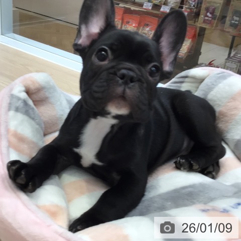 大阪府のフレンチブルドッグ (ペットプラス ららぽーと和泉店/2025年10月24日生まれ/男の子/ブリンドルホワイト)の子犬の3枚目の画像