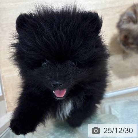大阪府のポメラニアン (ペットプラス イオン大日店/2025年10月27日生まれ/男の子/ブラックホワイト)の子犬の4枚目の画像