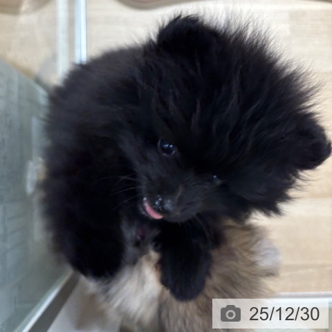 大阪府のポメラニアン (ペットプラス イオン大日店/2025年10月27日生まれ/男の子/ブラックホワイト)の子犬の3枚目の画像