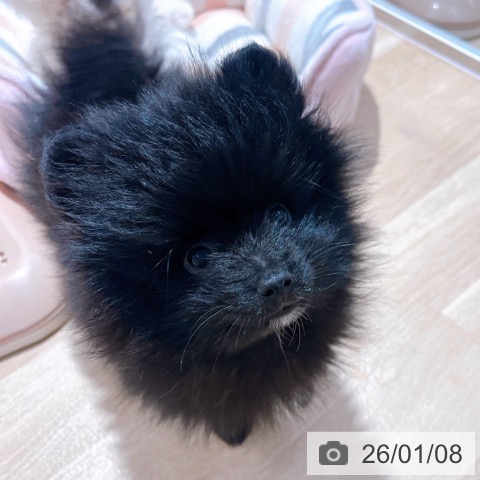 大阪府のポメラニアン (ペットプラス イオン大日店/2025年10月27日生まれ/男の子/ブラックホワイト)の子犬の4枚目の画像