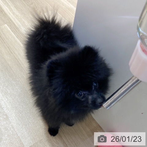 大阪府のポメラニアン (ペットプラス イオン大日店/2025年10月27日生まれ/男の子/ブラックホワイト)の子犬の4枚目の画像