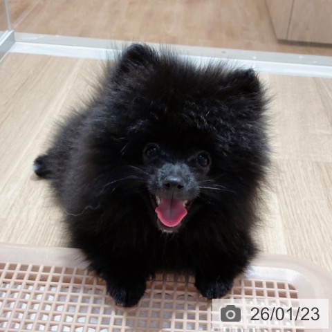 大阪府のポメラニアン (ペットプラス イオン大日店/2025年10月27日生まれ/男の子/ブラックホワイト)の子犬の3枚目の画像