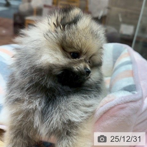 大阪府のポメラニアン (ペットプラス 四條畷店/2025年10月27日生まれ/女の子/ウルフセーブル)の子犬の4枚目の画像