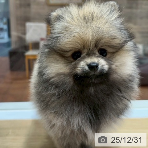 大阪府のポメラニアン (ペットプラス 四條畷店/2025年10月27日生まれ/女の子/ウルフセーブル)の子犬の3枚目の画像