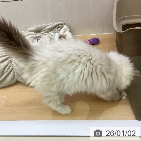 香川県のラグドール (ペットプラス 高松店/2025年10月17日生まれ/男の子/シールリンクスポイント)の子猫の4枚目の画像