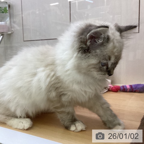 香川県のラグドール (ペットプラス 高松店/2025年10月17日生まれ/男の子/シールリンクスポイント)の子猫の3枚目の画像