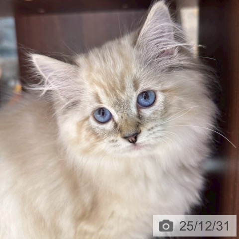 大阪府のラグドール (ペットプラス 四條畷店/2025年10月17日生まれ/女の子/シールリンクスポイント)の子猫の4枚目の画像