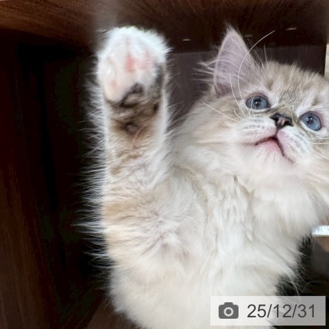 大阪府のラグドール (ペットプラス 四條畷店/2025年10月17日生まれ/女の子/シールリンクスポイント)の子猫の3枚目の画像
