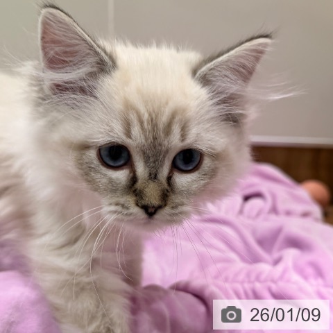 岡山県のラグドール (ペッツワン 岡山南店/2025年10月17日生まれ/女の子/シールリンクスポイント)の子猫の4枚目の画像