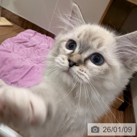 岡山県のラグドール (ペッツワン 岡山南店/2025年10月17日生まれ/女の子/シールリンクスポイント)の子猫の3枚目の画像