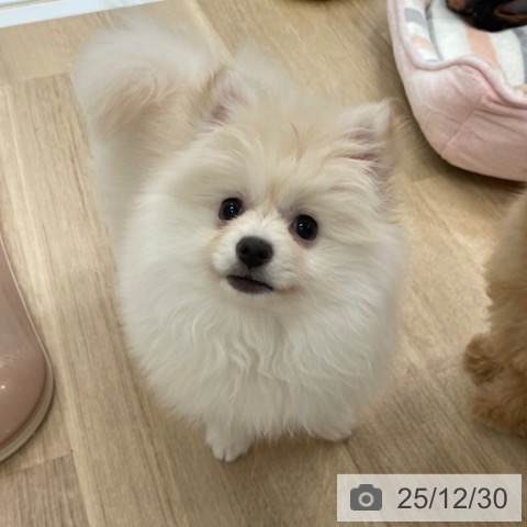 大阪府のポメラニアン (ペットプラス 大阪ドームシティ店/2025年10月19日生まれ/女の子/クリーム)の子犬の4枚目の画像