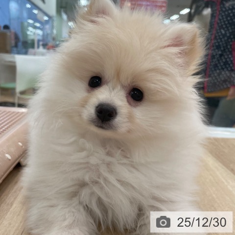 大阪府のポメラニアン (ペットプラス 大阪ドームシティ店/2025年10月19日生まれ/女の子/クリーム)の子犬の3枚目の画像