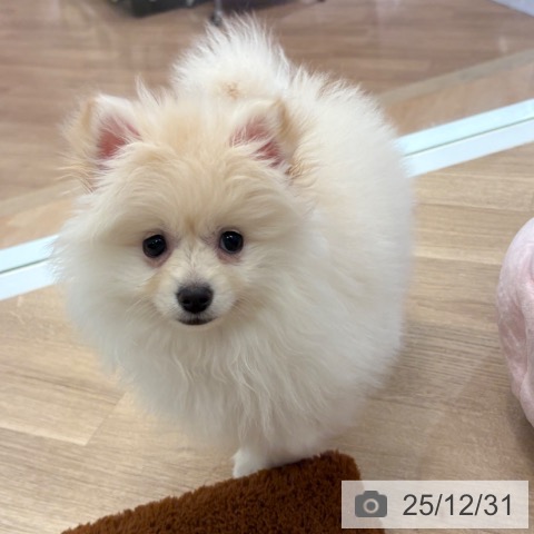大阪府のポメラニアン (ペットプラス 大阪ドームシティ店/2025年10月19日生まれ/女の子/クリーム)の子犬の3枚目の画像