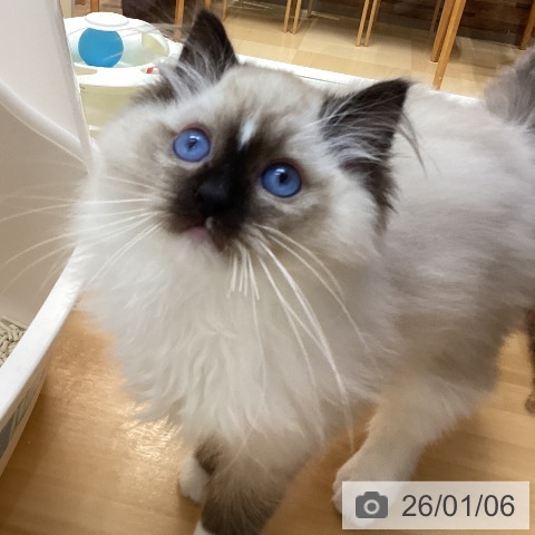 徳島県のラグドール (ペットプラス 徳島店/2025年10月18日生まれ/男の子/シールポイントミテッド)の子猫の4枚目の画像