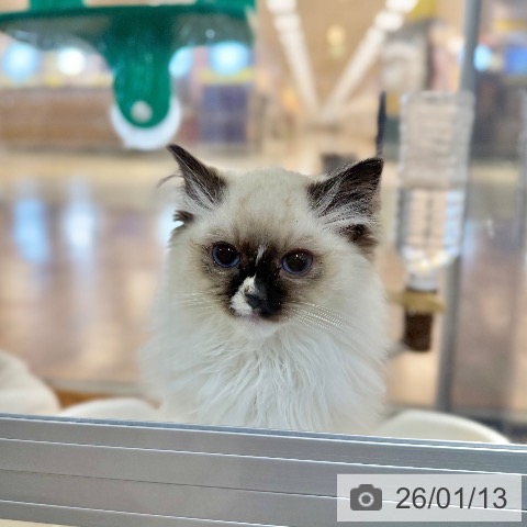 ラグドールの写真