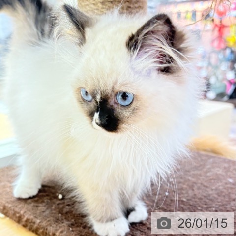 ラグドールの写真