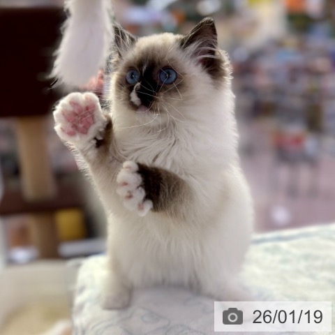 ラグドールの写真