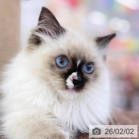 ラグドールの写真