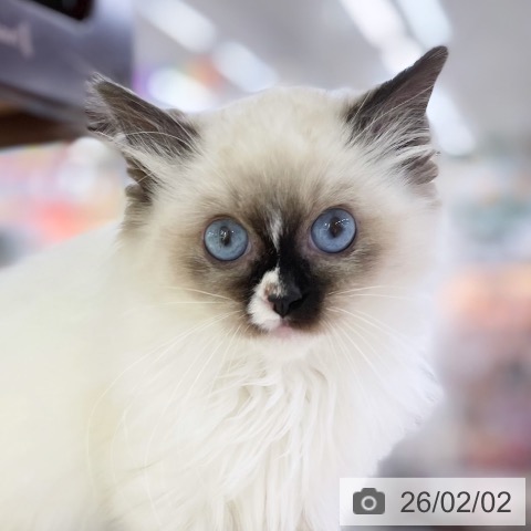 ラグドールの写真