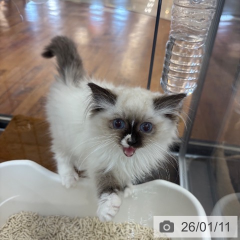 京都府のラグドール (ペットプラス 久御山店/2025年10月18日生まれ/女の子/シールポイントミテッド)の子猫の3枚目の画像