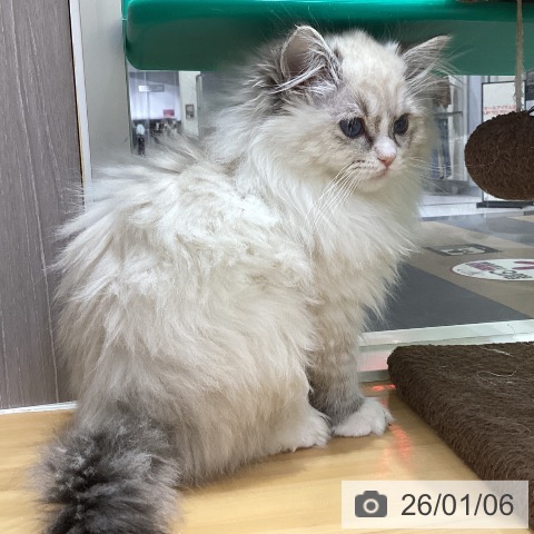 香川県のラグドール (ペットプラス 綾川店/2025年10月18日生まれ/女の子/シールリンクスポイントミテッド)の子猫の4枚目の画像